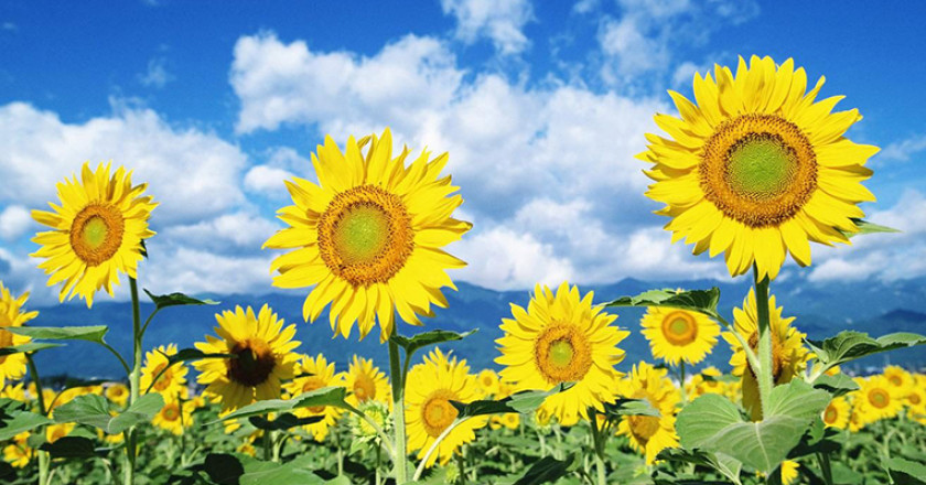 clientes_ti_partners