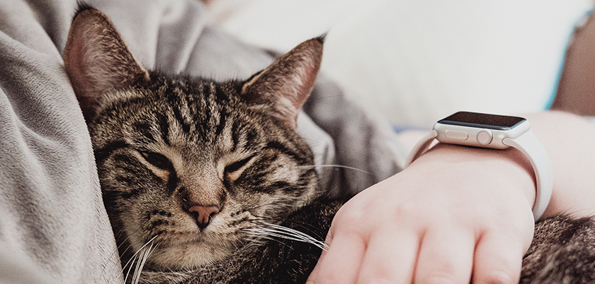 apple_watch_wearables_4q-2017