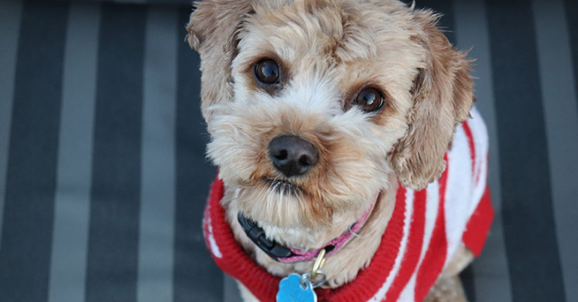 fidelizar_clientes_datos