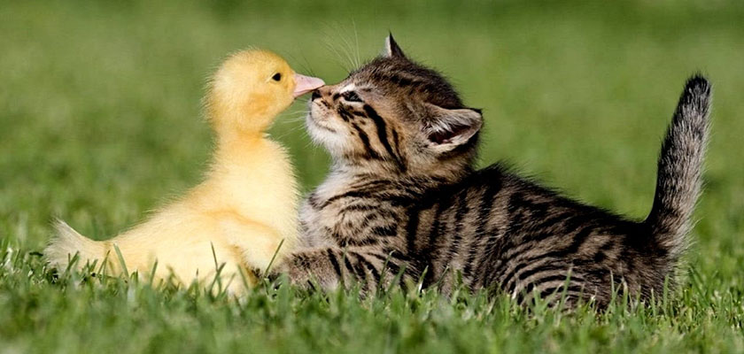 alibaba_elcorteingles