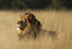 msp-rey-selva-tecnologica