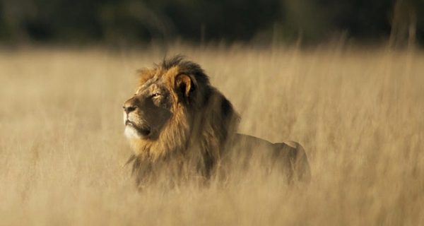 msp-rey-selva-tecnologica