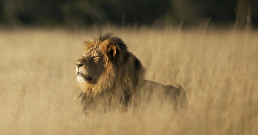 msp-rey-selva-tecnologica