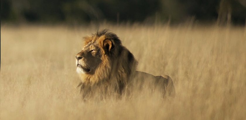 msp-rey-selva-tecnologica